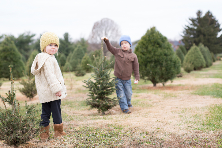 Two children are shopping for a Christmas Tree at a Christmas tree farm.