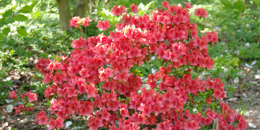 Native Plants for Louisiana Home Gardeners Farm Bureau Insurance