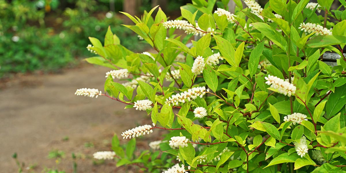 Native Plants For Louisiana Home Gardeners Farm Bureau Insurance