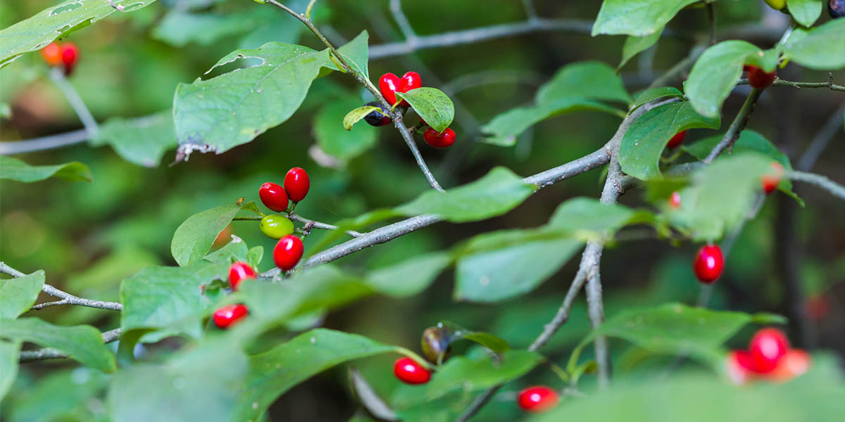 Spicebush by Melissa McMasters