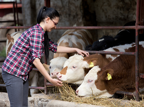 Young girl on farm feeding heifers