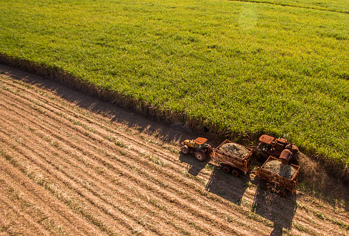 Sugar cane harvest plantation aerial