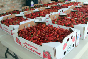 Louisiana Festival Calendar - Louisiana Farm Bureau® Insurance